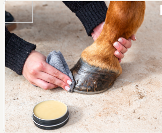 Applying Pure Tallow Horse Hoof Balm to a horse hoof with a cloth